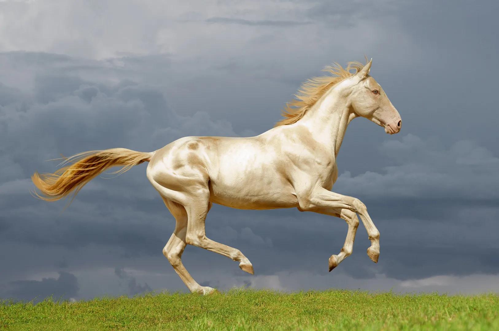 Akhal-Teke Horses