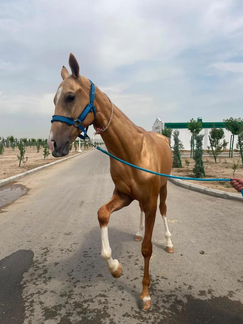 World championship of Ahalteke horses 2026: From 4 to 6 September 2026