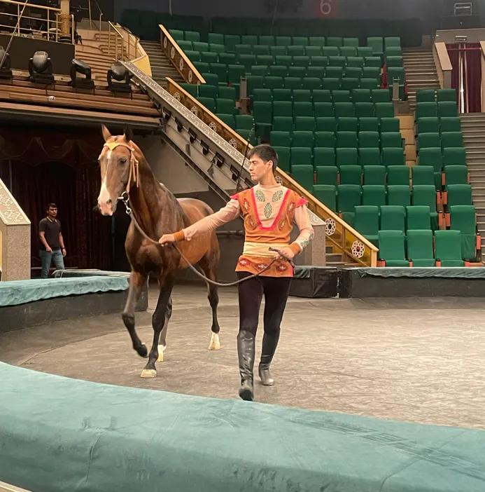 The Netherlands Becomes the World Stage for the Legendary Akhal-Teke Horse