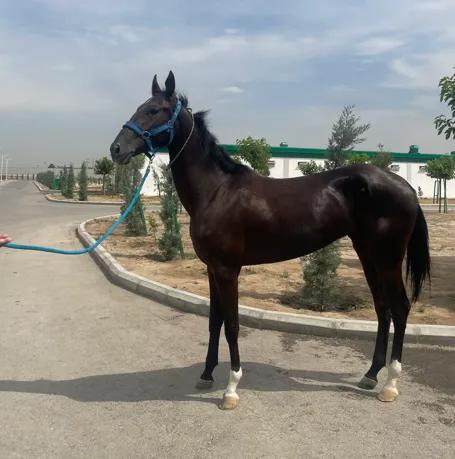 The Akhal-Teke Horse and the Soul of Turkmenistan at Thirty-Five